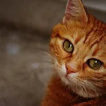 Рудий кіт з зеленими очима уважно дивиться вбік, крупний план морди з теплим освітленням