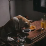 Кіт дивиться на шматок свинини на столі