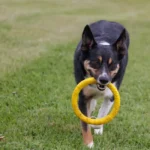 Собака біжить по зеленій траві з яскравою жовтою іграшкою-кільцем у зубах