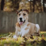 Щасливий собака лежить на траві серед осіннього листя у сонячному дворі