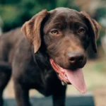 Собака п'є воду з миски, загортаючи язик назад