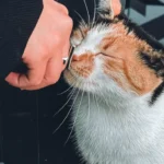 Триколірна кішка із заплющеними очима насолоджується почухуванням під підборіддям