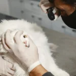 Ветеринар оглядає око кота під час огляду в клініці