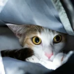 Кіт жує пластиковий пакет, піка у котів