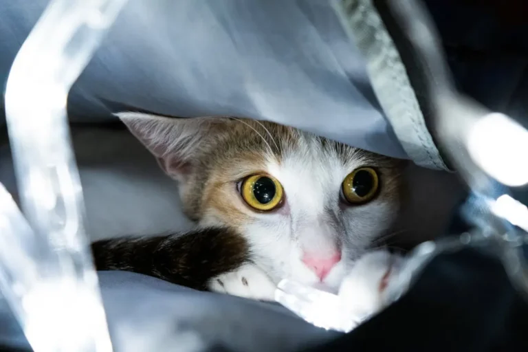 Чому коти їдять пластик? Що таке піка і чим вона небезпечна
