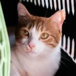 Кіт спокійно сидить у переносці в салоні автомобіля