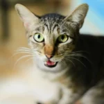 Крупний план кота з розкритим ротом, який нявкає