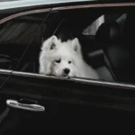 Білий самоїд визирає з вікна автомобіля під час подорожі