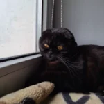 photo 2026 04 15 10 13 34 pet