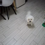 f0c3eb12 b77a 4cac ac67 7dc3cbac9f36 1 all 3185 pet