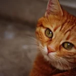 Рудий смугастий кіт у природному освітленні, ілюстрація до статті про те, чи можна котам апельсини