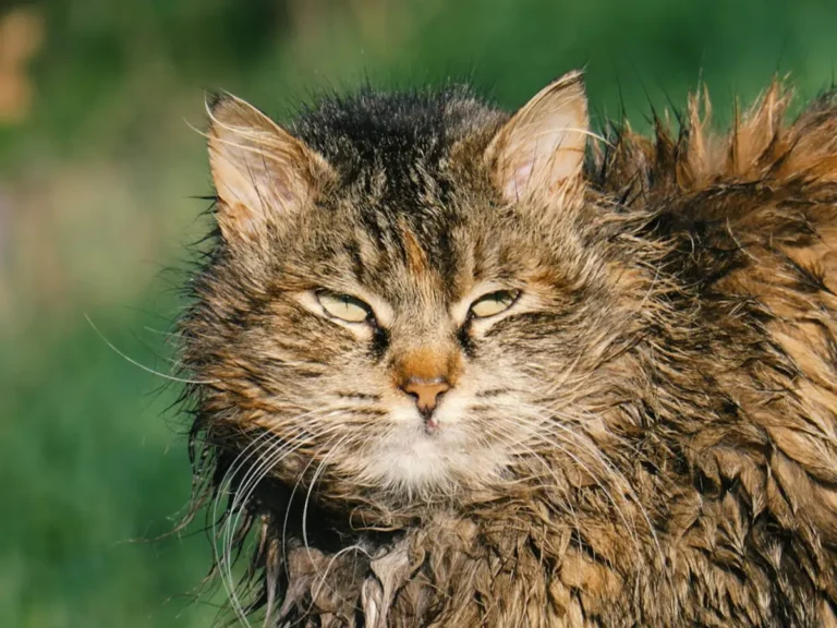 8 порід котів, які люблять воду