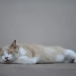 Кремово-білий короткошерстий кіт лежить на боці із заплющеними очима, виглядає млявим і втомленим