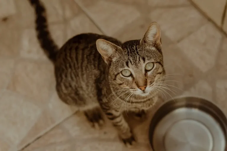 Склад корму для котів: на що звертати увагу