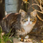 Короткошерста табі-кішка сидить на землі у саду й уважно дивиться в камеру