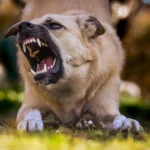 Собака гарчить і оголює зуби — класична поза агресії з напруженим тілом і насторожним поглядом