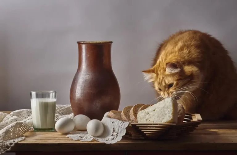 Чи можна котам сир?