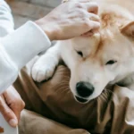 Людина спокійно сидить поряд із собакою і котом, дає їм підійти першими