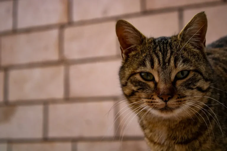 10 порід котів, яких легко дресирувати