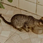 Кіт пʼє свіжу воду, щоб уникнути зневоднення
