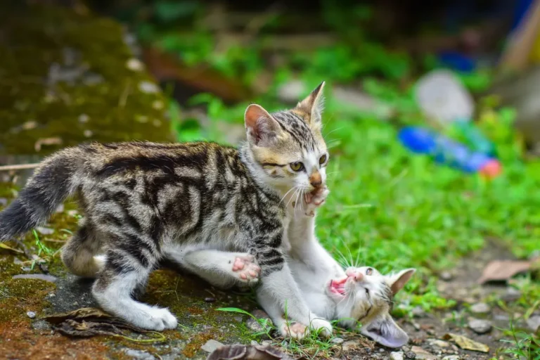 Мої коти граються чи бʼються? Як зрозуміти різницю