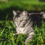 Кіт у траві в сезон кліщів