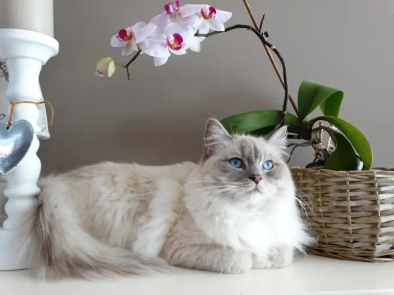 10 порід котів, які поводяться як собаки