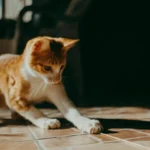 Кіт сидить біля лотка після туалету