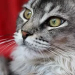 Як визначити вік кота за зубами шерстю та поведінкою