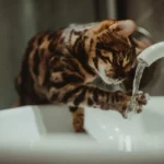 Кіт біля свого лотка у квартирі