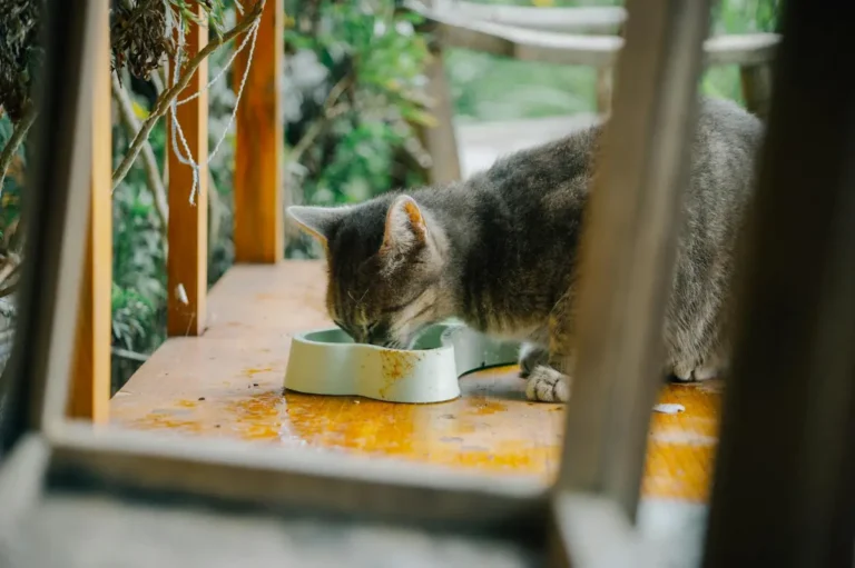 Чи можна котам арахісове масло: ризики і альтернативи