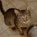 Рудий тигровий кіт сидить біля металевої миски і просить їсти
