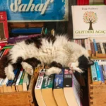 Кіт спокійно лежить на стосі книг і паперів у домашньому кутку, поряд із зібраними документами