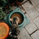 Смугастий кіт їсть сухий корм з миски при природному денному освітленні