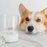 Коргі лежить біля склянки молока на столі