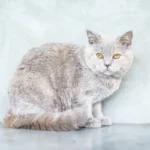 Сірий короткошерстий кіт сидить на столі і відвертає голову вбік