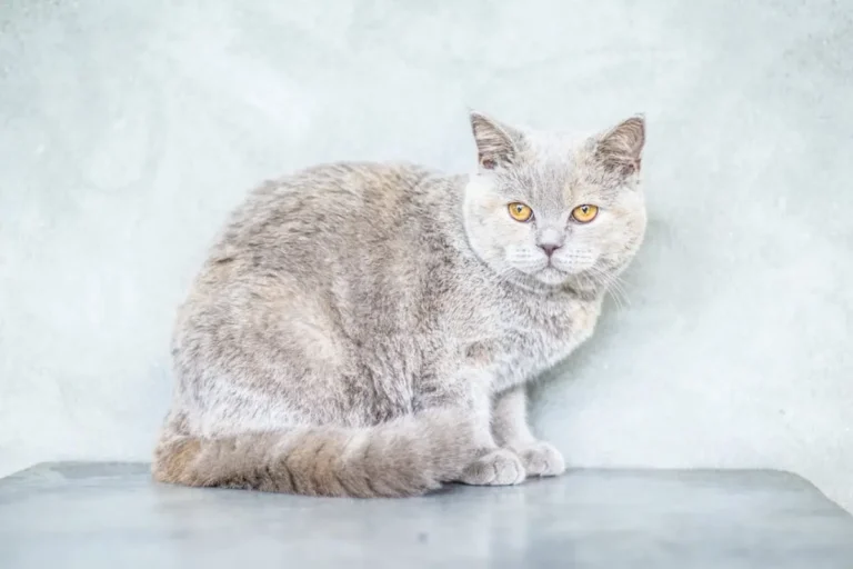 Чи можна котам цибулю? Чому вона небезпечна і що робити, якщо кіт її з’їв