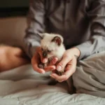 Крихітне кошеня, яке дбайливо тримають у двох складених долонях на ліжку з м'якою постіллю при теплому світлі