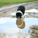 Триколірний собака п'є воду з брудної калюжі на ґрунтовій дорозі