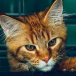 Кіт із оглядом ротової порожнини у ветеринара