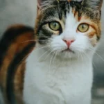 Кіт лежить і дивиться у камеру