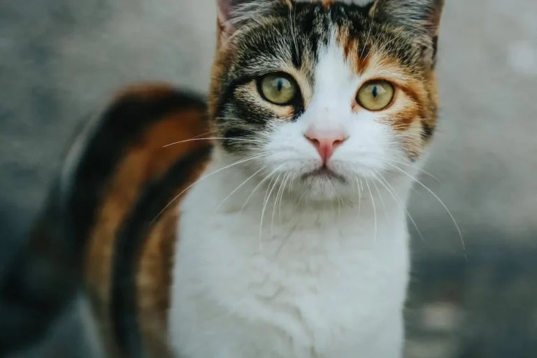 50 цікавих фактів про котів