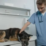 Собака на вагах у ветеринара під час контролю ваги