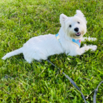 IMG 2217 pet