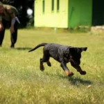 Енергійне цуценя бігає на траві у дворі