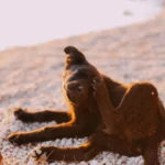 Коричневий собака сидить і чухає задньою лапою за вухом удома