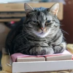 Кіт лежить, ілюстрація до теми глистів у котів