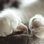Білі лапи кота крупним планом на м'якій ковдрі