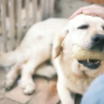Задоволений золотистий лабрадор гризе свіжий овоч надворі, поки господар лагідно гладить його по голові