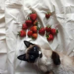 Кіт нюхає свіжу полуницю